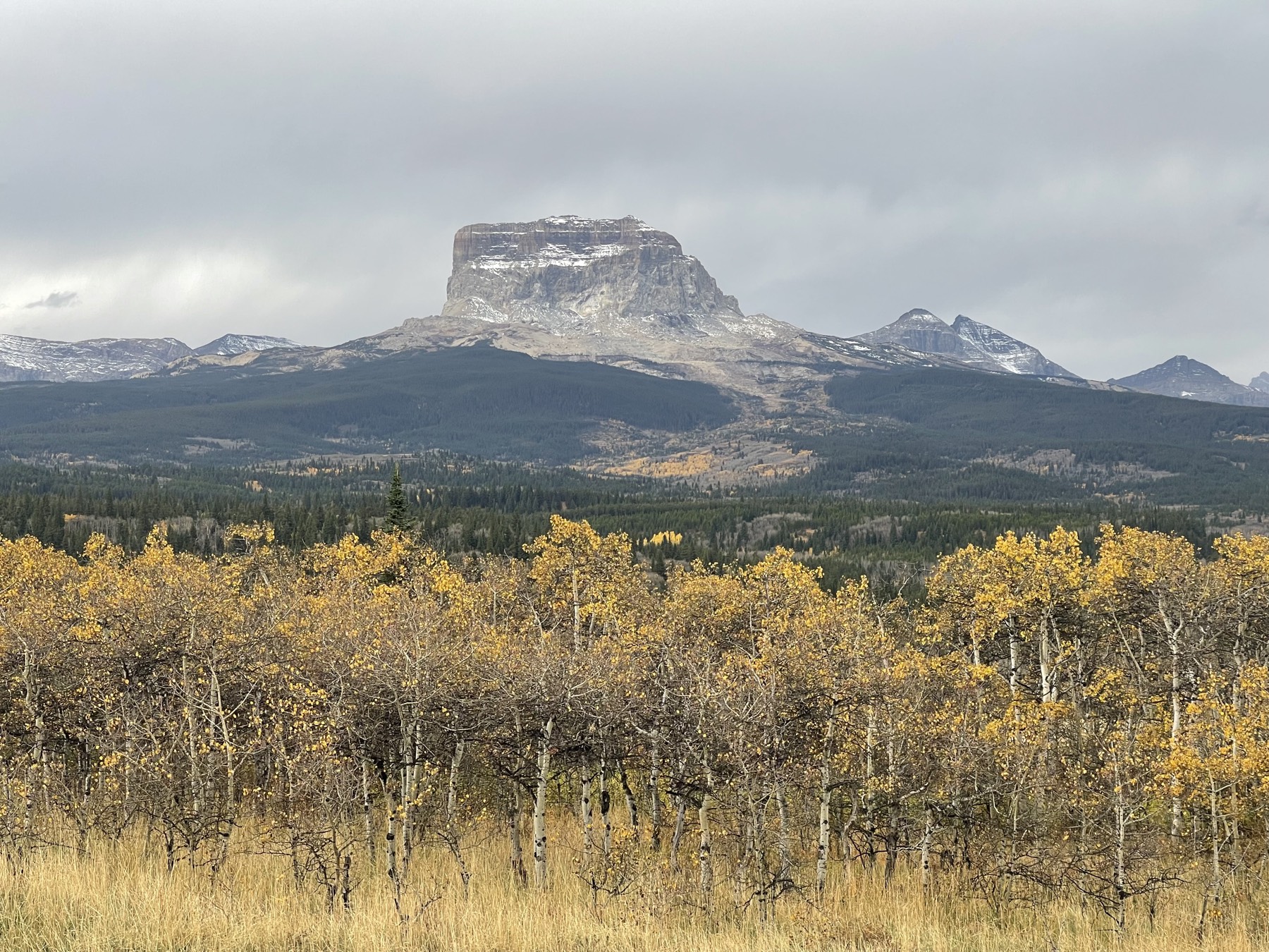 Chief Mountain above golden autumn aspens