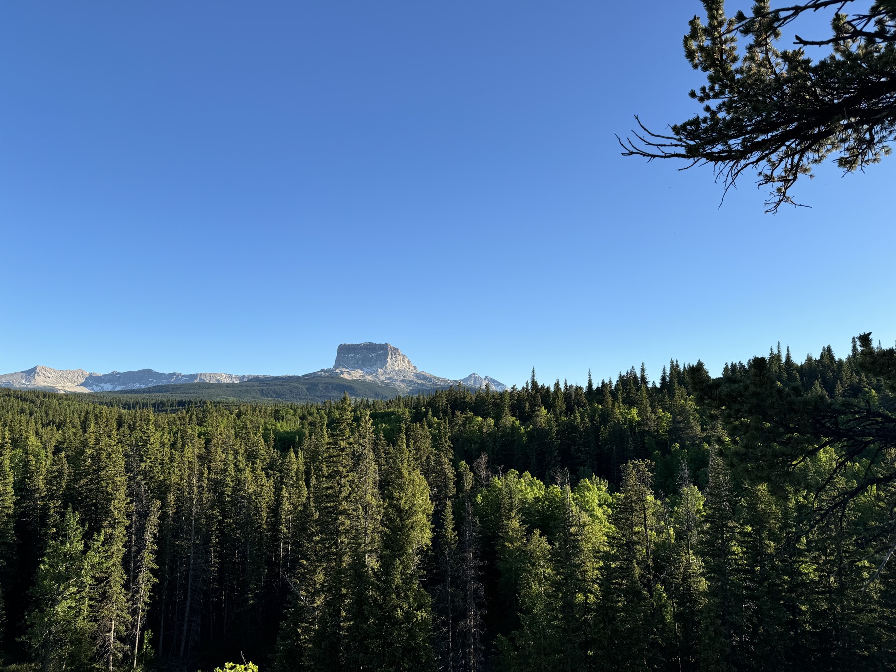 Chief Mountain seen through pine trees