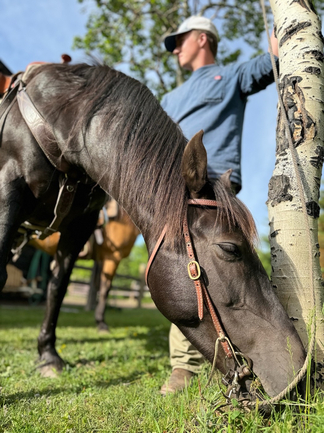 A working horse in bridle and tack, leather worn smooth with use